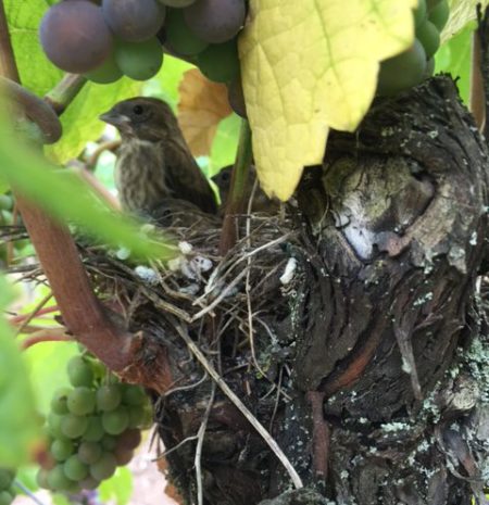 vignes charles muller fils oiseau